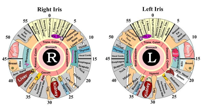 iridology_leftvsright1.jpg iridology_leftvsright1.jpg